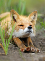 여름에 찾아온 손님