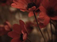 [망무] 백일의 부군님 - 1