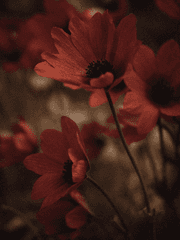 [망무] 백일의 부군님