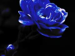 아마카와 신지로/남/48세