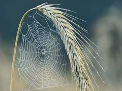 [Crossick] 애착과 집착 中下