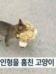 쪼꼬미 일태제택