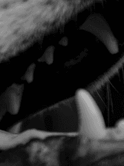 물고늘어지는 밤