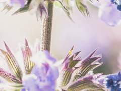 아오사카 케이치