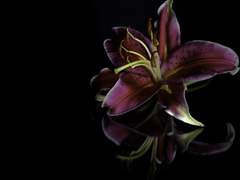 크릭) 제게 약혼 선물을 보내주시다니요. (01~07)