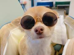 나는야 개린이 짱와와 로키