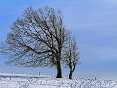 [Ssul] 바람족제비 삼총사