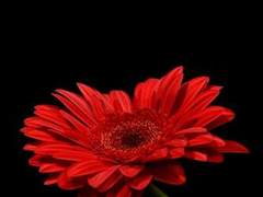 [단편] 혁명 잠뜰 - 미안해