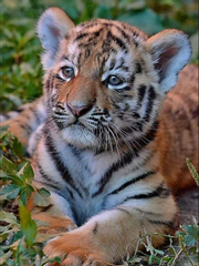 네가 주워 온 건 고양이가 아니고