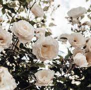 흑색 꽃이 제 손에 짙은 어둠을 남길 때면,