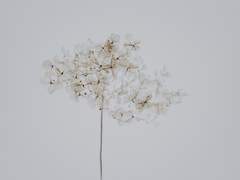 흑백의 모순. 재밌잖아?