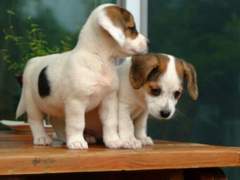 철수와 미미/이도은