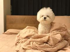 동족혐오 리버스