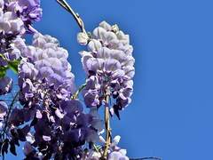 라이올린 프림하트 26