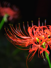 불, 꽃이 피어나면