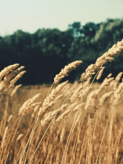 [하이큐] 귀농할래? 연애할래?