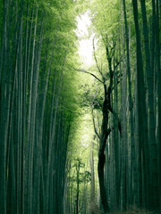 인사반파자구계통