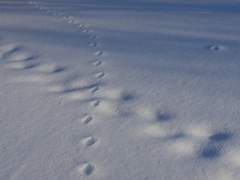 제 11강) 코하루 군