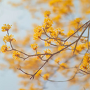 너를 위한 이상향