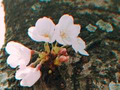 전하, 부디 저를 찾아주세요.