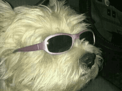 저애 트이타를 공개합니다.