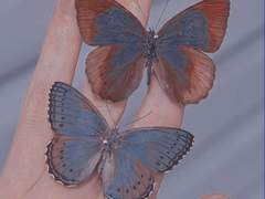 조슈아 칼립소 / XY / 27