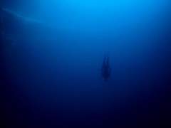 My Jolly Sailor Bold