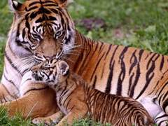 질척이는 호랑이와 앙칼진 토끼 썰 19