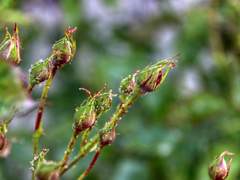 움트는 꽃봉오리는 틈새를 찾아