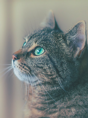 냥줍을 했더니 고양이 요괴였다.