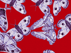 나방 손그림 브러시 + PNG