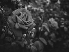 와타라세 마키코/4학년/혈