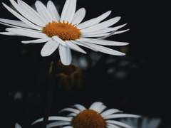 데이지 꽃