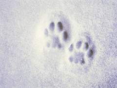 하얗게 빛나는 장미는 가시를 세운다.