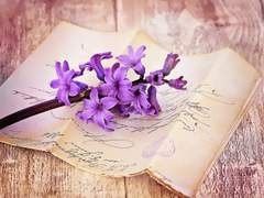 보라색의 히아신스