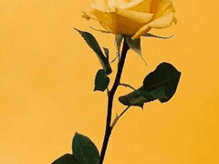 후회도 거쳐야 사랑이 피죠 中