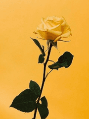 후회도 거쳐야 사랑이 피죠