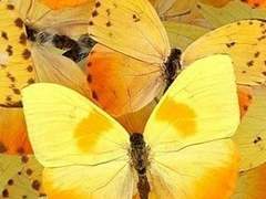 후회도 거쳐야 사랑이 피죠 下 [完]