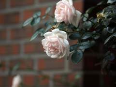 그럼에도 당신은 백장미를 손에 넣을 수 없어.