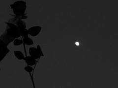 [케프 / 26 / XY / 까마귀 인수]