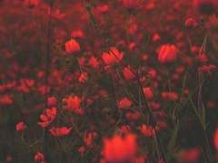 위험에 처했을 때