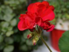 에이레이 • 제라늄