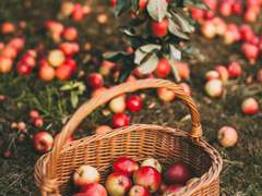 [중혁독자] 사과밭 그 사나이 02