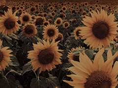 세상이 이렇게까지 아름다워서는 안 되었다.