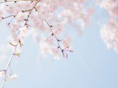 [고죠유지] 봄을 기리는 꿈