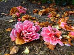 [장경고윤] 雪裏香來蝶未知