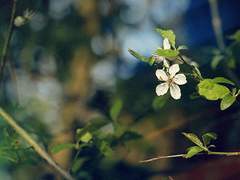 怪物 (괴물 / 十 )