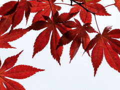 * 3차 수정* 고대인 | 도 사랑 | 35