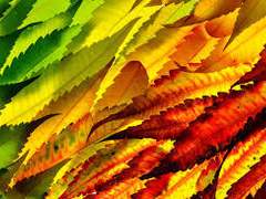 추신. 어느 어린 가을날의 추억을 담아