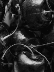 체리를 좋아하시나요?